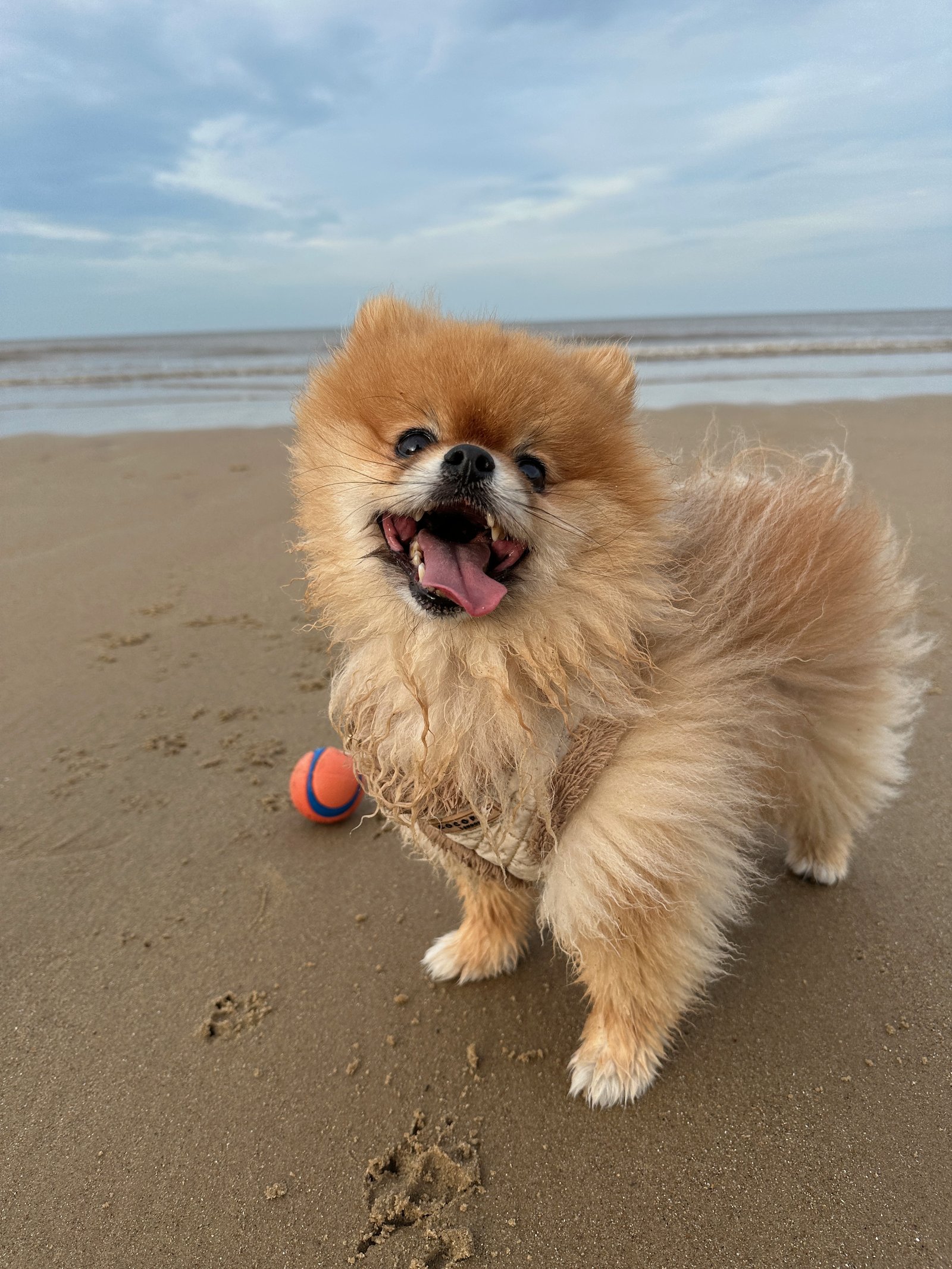 Wilbur on the beach